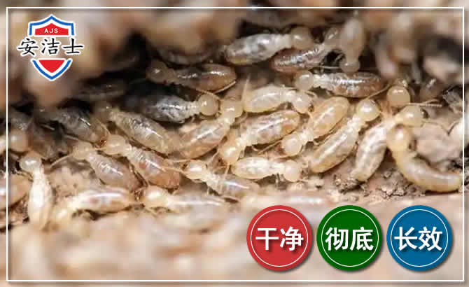 长宁区白蚁防治