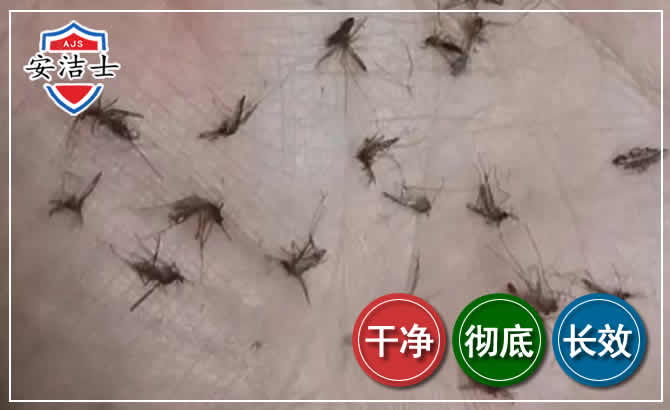 长宁区蚊子防治-灭蚊