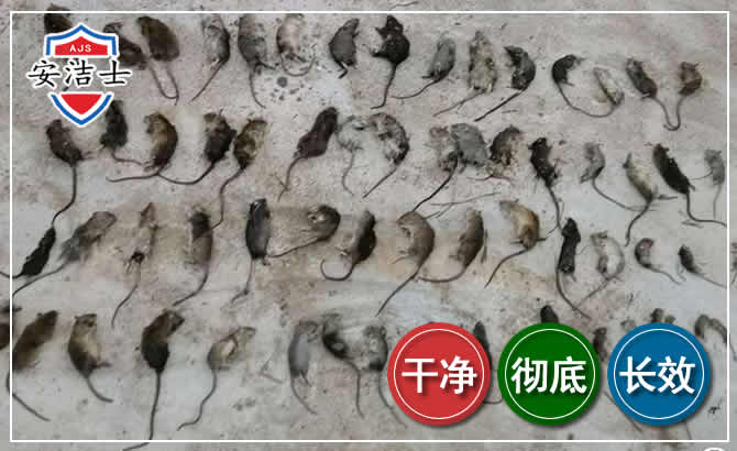 长宁区鼠害防治-灭鼠