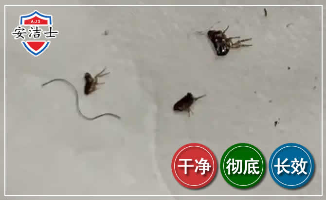 长宁区跳蚤防治-灭跳蚤