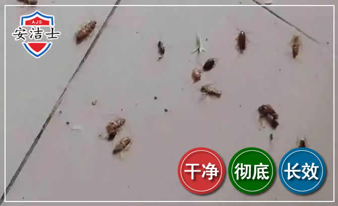 长宁区蟑螂防治-灭蟑螂