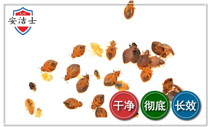 长宁区臭虫防治-消灭臭虫